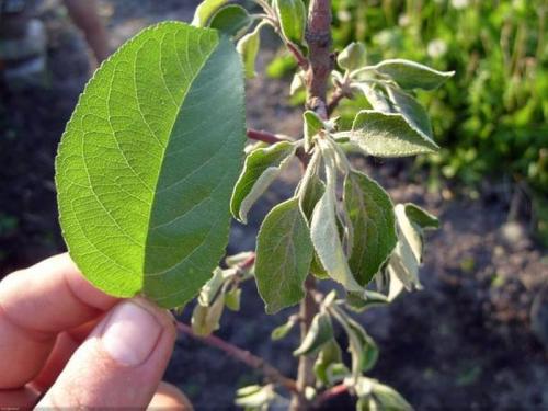 Яблоня на, какой год цветет. Яблоня цветет, но листьев мало: причины