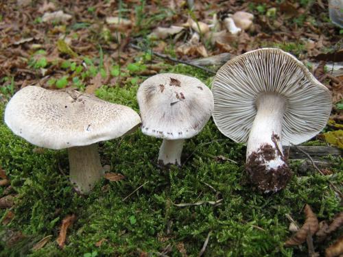 Фиолетовые рядовки, как готовить. Рядовка фиолетовая, как готовить. Рецепты заготовок рядовки фиолетовой на зиму 10