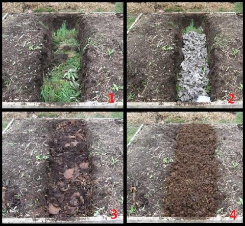 Можно ли сажать вместе красную и желтую малину. Вместе или поодиночке? 02