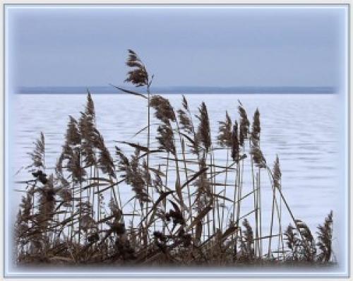 Рогоз и камыш мем. Камыш озерный (рогоз)