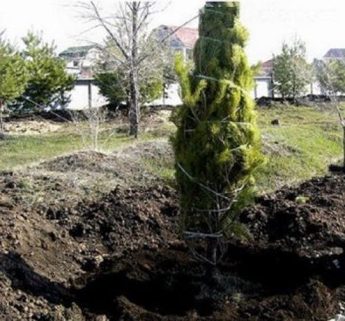 Когда можно пересаживать сосенки. Отличия посадки декоративных сортов сосны с комом земли