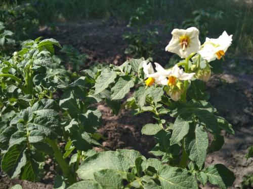 Нужно ли косить ботву картофеля после цветения. Зачем скашивать ботву картофеля перед уборкой урожая?