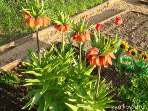 Нужно ли каждый год выкапывать рябчики. Нужно ли рябчики выкапывать каждый год