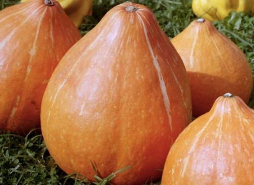 Сорта тыквы. Крупноплодная тыква