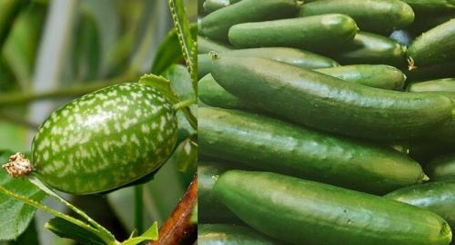 Дикий томат. Как выглядят всем известные овощи и фрукты в дикой природе