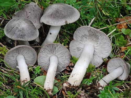 Фиолетовые рядовки, как готовить. Рядовка фиолетовая, как готовить. Рецепты заготовок рядовки фиолетовой на зиму 08