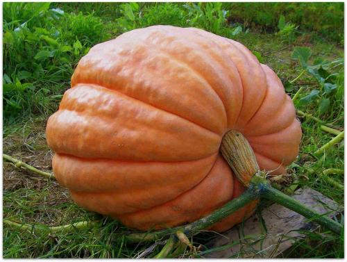 Как определить спелость тыквы. Как понять, что тыква созрела? И, как ускорить ее созревание!