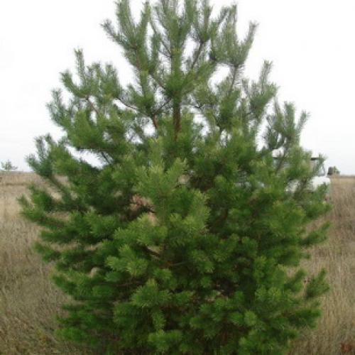 Сосна кедровая европейская pinus cembra. Сосна кедровая европейская, кедр европейский (Pinus cembra) 05