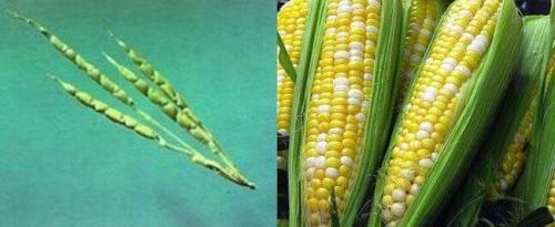 Дикий томат. Как выглядят всем известные овощи и фрукты в дикой природе