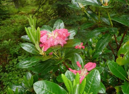 Рододендрон не закладывает цветочные почки. Почему не цветет рододендрон в открытом грунте – основные причины и способы решения проблемы