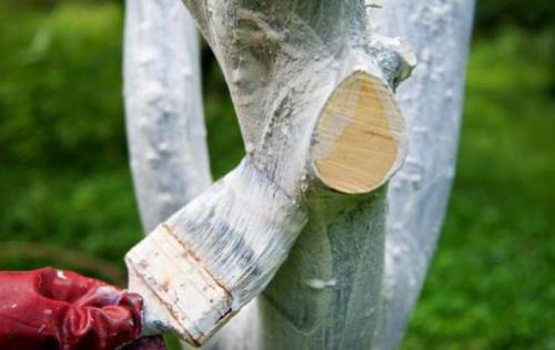 Чем белить деревья весной, чтобы не смывалось. Чем лучше белить деревья весной, чтобы побелку не смыло дождем