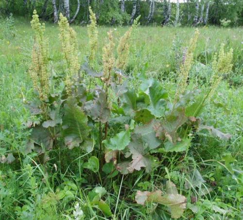 Конский щавель, как избавиться. Свойства культуры 05