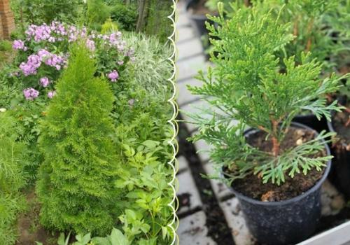 Туя западная Смарагд. Лучшие сорта туи западной Смарагд для создания топиариев