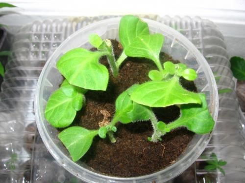 Петуния зимой дома в горшке. Вариант №1. Сохранение маточных кустов петунии зимой