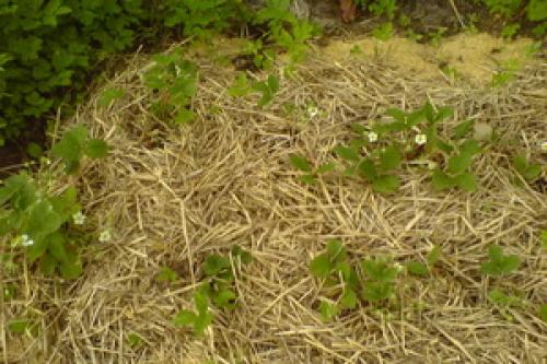 Как использовать солому осенью в огороде 01