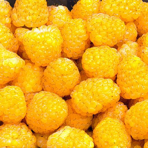 Можно ли сажать вместе красную и желтую малину. Вместе или поодиночке? 14