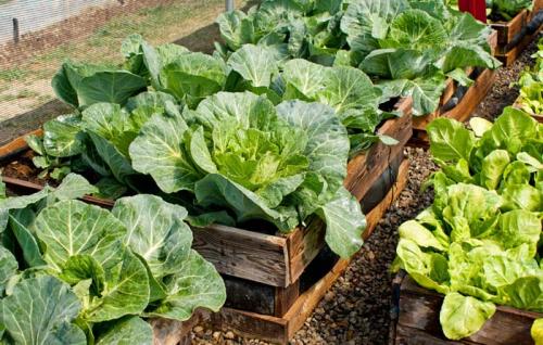 Капуста дикорастущая. Способы выращивания капусты