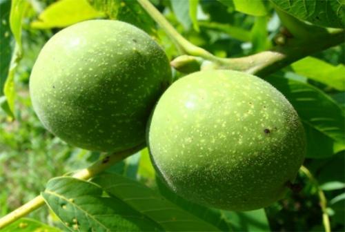 Что делать с зелеными грецкими орехами. Грецкие орехи молочные