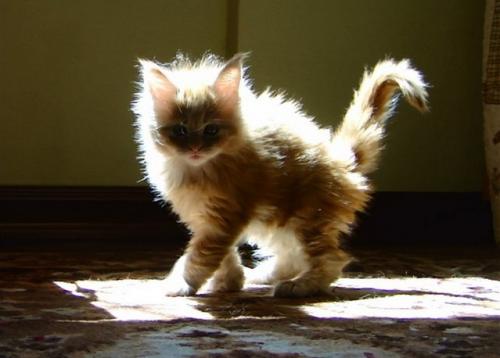 Как изменения в погоде влияют на состояние животных. Статьи 13