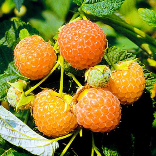 Можно ли сажать вместе красную и желтую малину. Вместе или поодиночке? 16