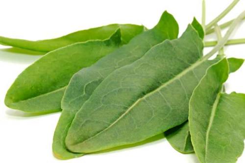 Как законсервировать щавель на зиму рецепт. Как консервировать щавель на зиму