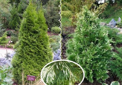 Туя западная Смарагд. Лучшие сорта туи западной Смарагд для создания топиариев