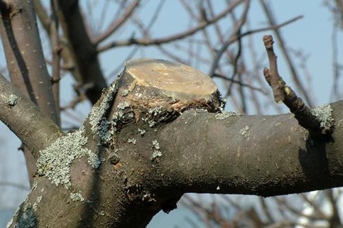 Чем замазать сломанное дерево. Без облома. Как вылечить дерево при повреждении