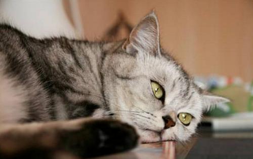 Как изменения в погоде влияют на состояние животных. Статьи 10