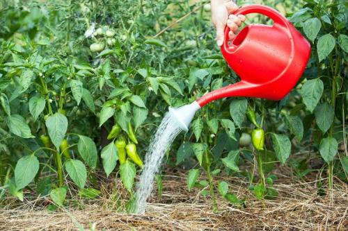 Полив перцев во время созревания. Правила полива перца в теплице и в открытом грунте