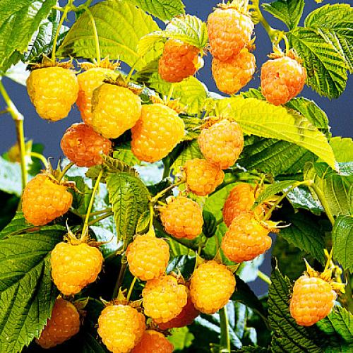 Можно ли сажать вместе красную и желтую малину. Вместе или поодиночке? 09