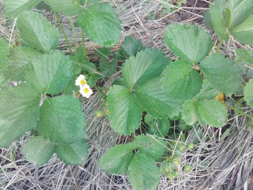 Нужно ли поливать клубнику во время цветения. Как часто надо поливать клубнику во время цветения и созревания ягод?