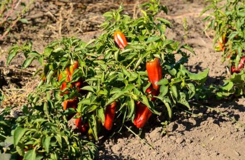 Почему не краснеют перцы на кустах. Почему не краснеют перцы в теплице 02