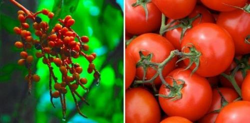 Дикий томат. Как выглядят всем известные овощи и фрукты в дикой природе