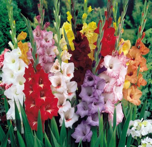 Переопыляются ли гладиолусы разных сортов. Гладиолусы вырождаются и переопыляются. Причины и способы борьбы