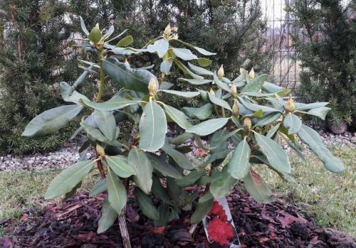 Рододендрон не закладывает цветочные почки. Почему не цветет рододендрон в открытом грунте – основные причины и способы решения проблемы