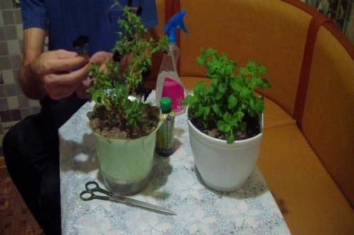 Как сохранить петунию до следующей весны. Способы сохранения цветов