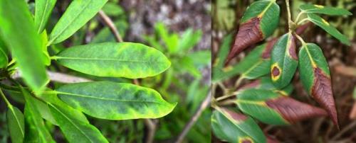 Почему не растет рододендрон. Почему листья желтеют, засыхают, опадают?