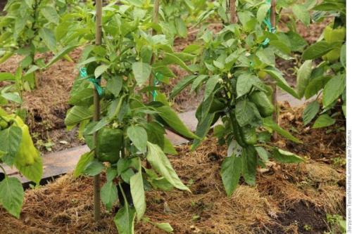 Полив перцев во время созревания. Правила полива перца в теплице и в открытом грунте