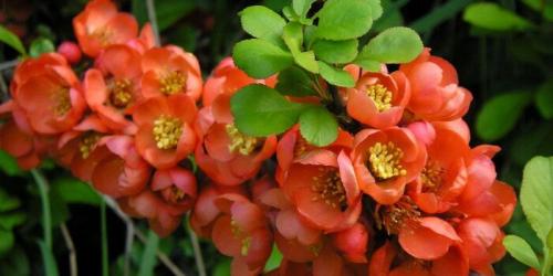 Айва японская. Описание айвы японской с фото