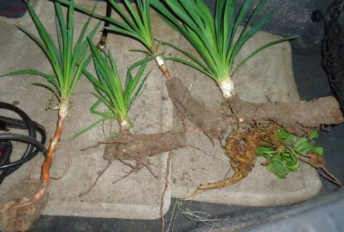 Чем подкормить юкку садовую весной. Как ухаживать за цветком садовой юкки?