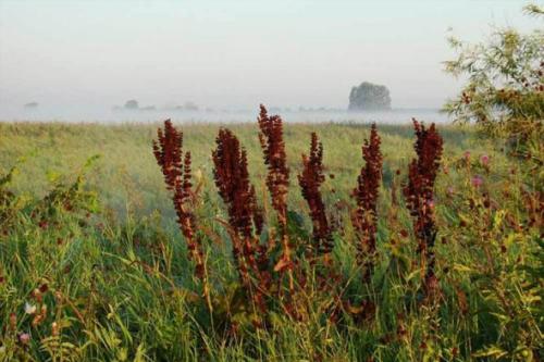 Сорняк похожий на конский щавель. Конский щавель: как вывести с огорода