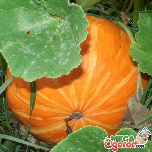 Тыква когда сажать. Как сажать тыкву и выращивать ее?