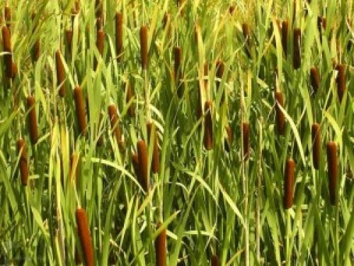 Рогоз и камыш мем. Камыш озерный (рогоз)