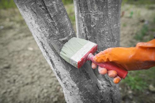 Почему нельзя белить деревья. Секреты старого садовода о побелке деревьев