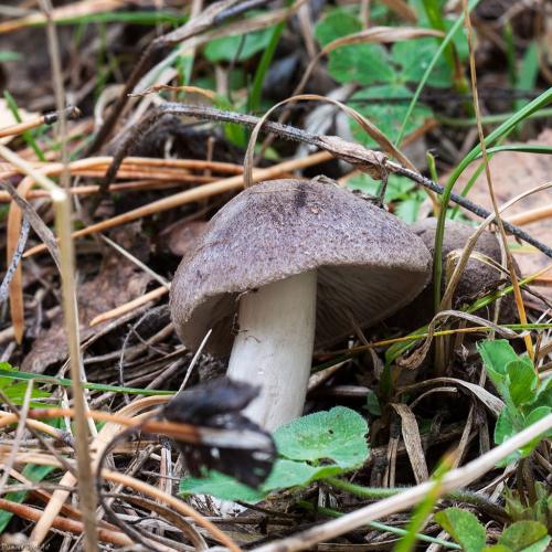 Фиолетовые рядовки, как готовить. Рядовка фиолетовая, как готовить. Рецепты заготовок рядовки фиолетовой на зиму 13