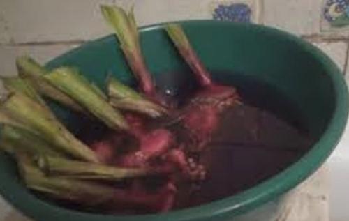 Как готовить гладиолусы на зиму. Подготовка гладиолусов к зиме.