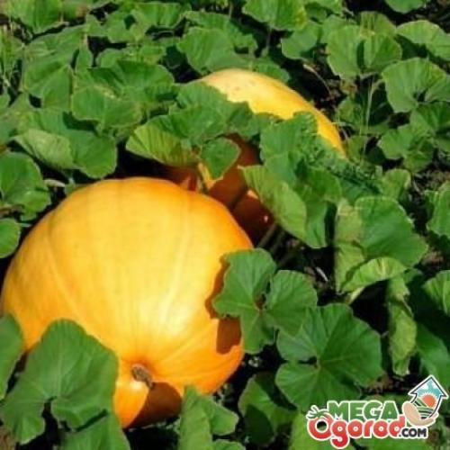 Тыква когда сажать. Как сажать тыкву и выращивать ее?