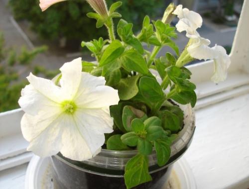 Петуния зимой дома в горшке. Вариант №1. Сохранение маточных кустов петунии зимой