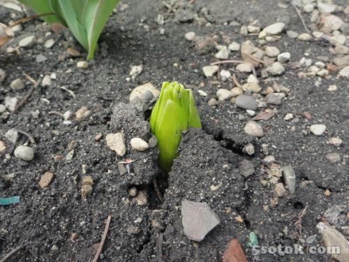 Нужно ли каждый год выкапывать рябчики. Нужно ли рябчики выкапывать каждый год 03