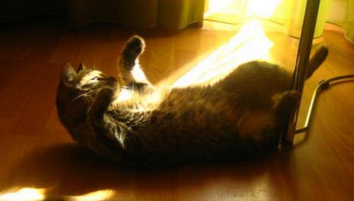 Как изменения в погоде влияют на состояние животных. Статьи 14